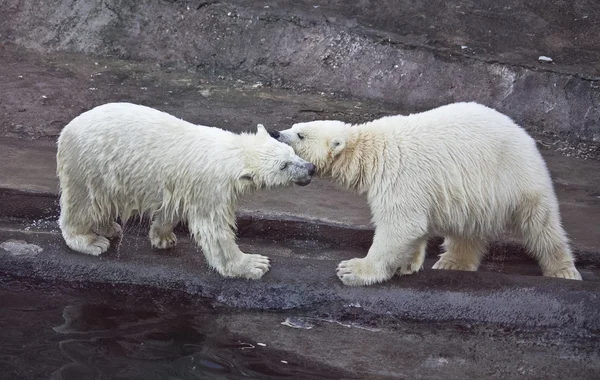 Polar bears Stock Image