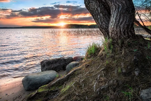 The sunset sun at the roots of the tree — Stock Photo, Image