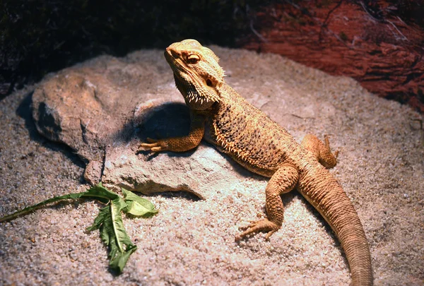 Agama barbudo — Foto de Stock