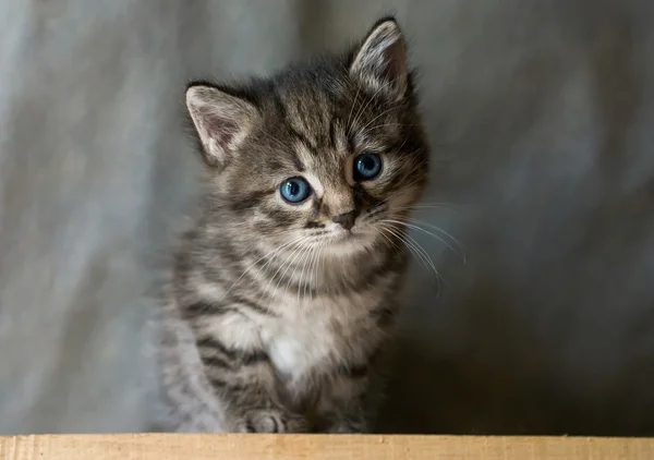 Blauw-eyeser — Stockfoto