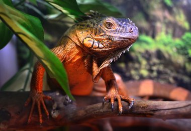 Yeşil iguana
