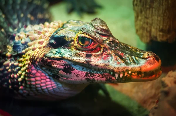 Em combate pintado de crocodilo — Fotografia de Stock