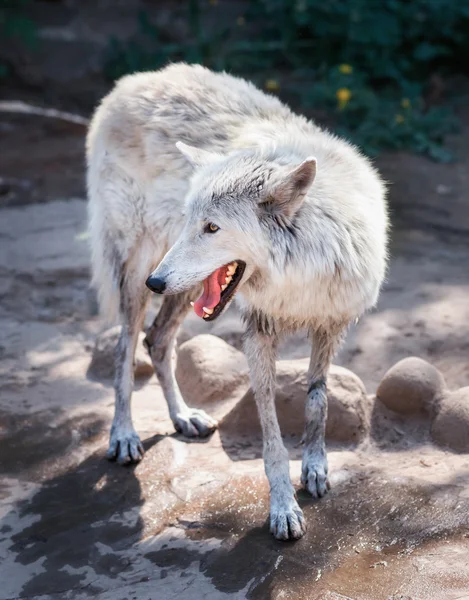 Tundra wolf — Stock Photo, Image