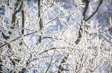 Branches of trees in white snow frost in the Moscow region on a sunny winter evening