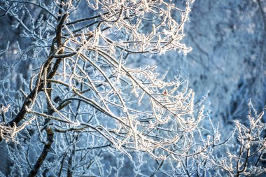Branches of a tree in hoarfrost in the Moscow region on a sunny winter evening