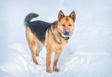 Beyaz kar üzerinde kızıl köpek