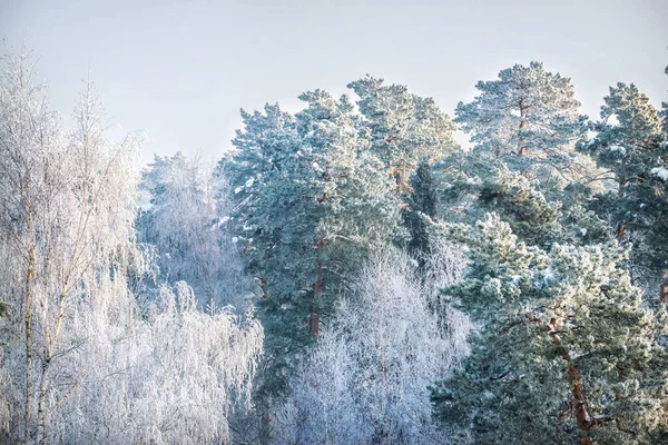 Trees White Snowy Frost Moscow Region Sunny Winter Evening — стоковое фото