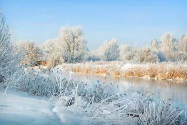 Trees Grass White Snow Frost River Bank Moscow Region Winter — Fotografia de Stock