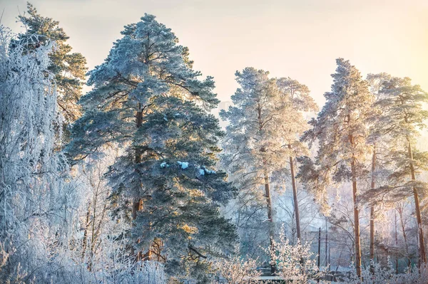 Pine Trees White Snow Frost Moscow Region Sunny Winter Evening — стоковое фото