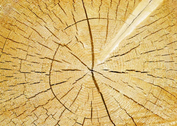 木の幹の背景をカット — ストック写真