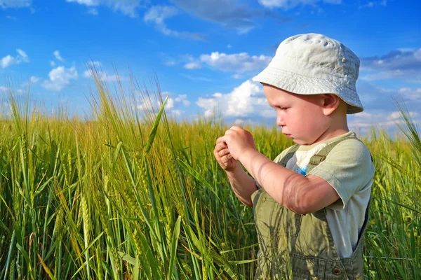 Çocuk bir buğday alanı