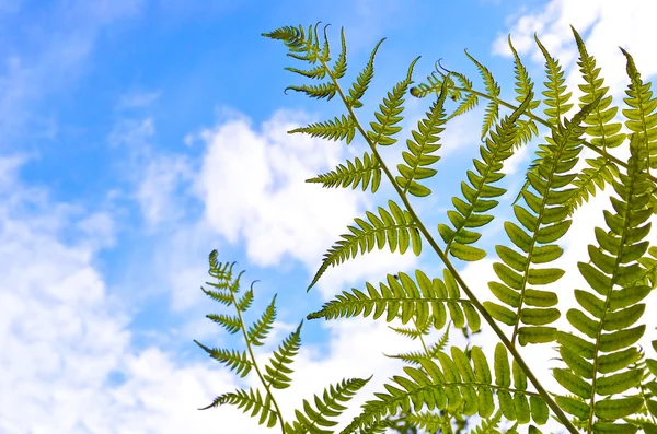 Fern leaves on sky background — Stock Photo, Image