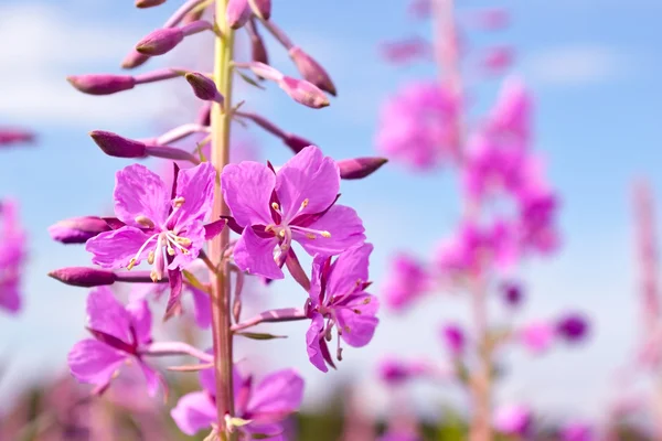 çiçek fireweed