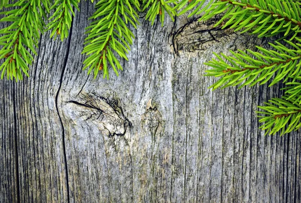 Spruce branches on a wooden plank background — Stock Photo, Image