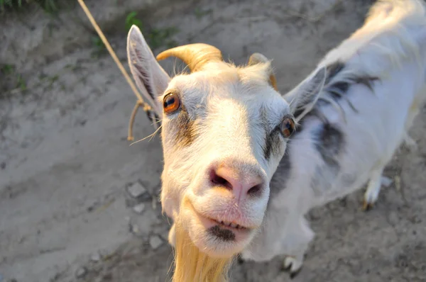 Смішна коза смотрит тебе — стокове фото