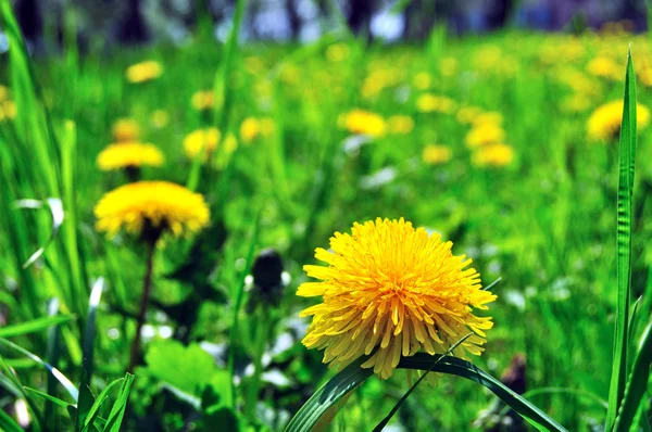 Sarı dandelions yeşil Çimenlerin arasında büyüyen