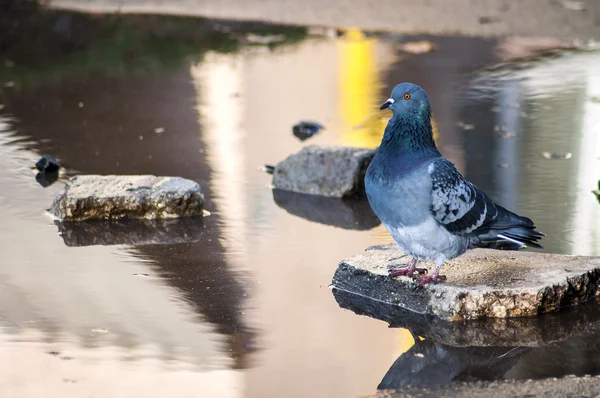Unavený holub pitné vody — Stock fotografie