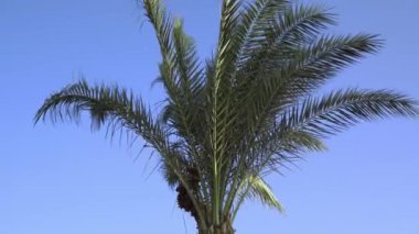 Rüzgarda sallanan mavi gökyüzüne karşı yeşil bir hurma..