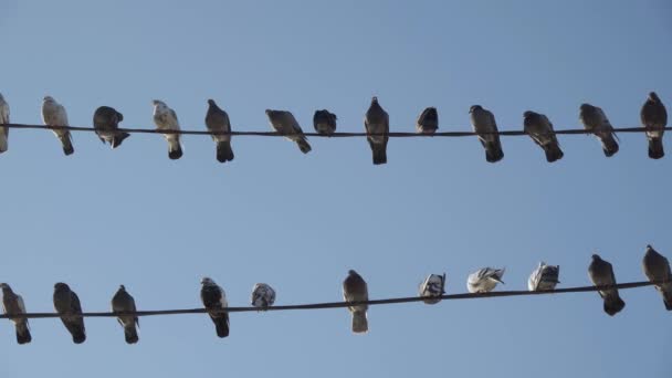 Des Pigeons Vivant Dans Les Rues Ville Assoient Sur Fil — Video