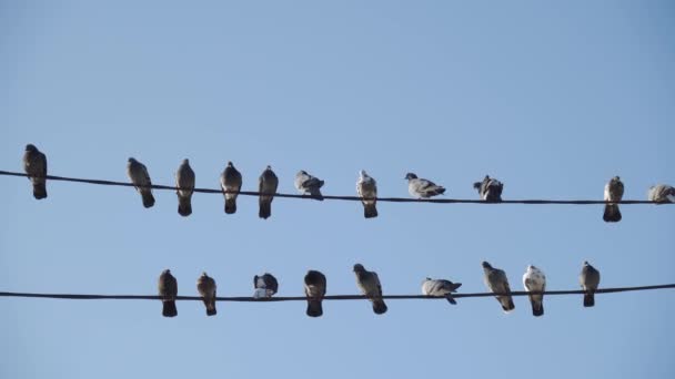 Troupeau Pigeons Assis Sur Des Fils Électriques — Video