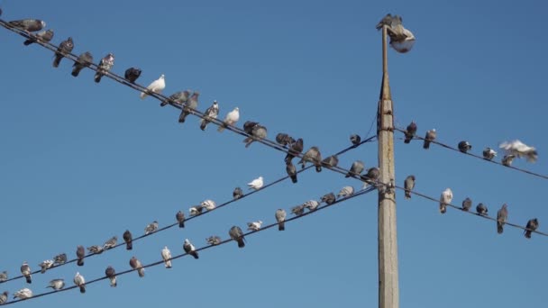 Şehir Parkında Kabloların Üzerinde Oturan Güvercinler — Stok video
