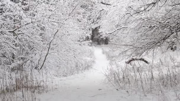 Small Path Snow Covered Forest Winter Calm Scene — Stockvideo