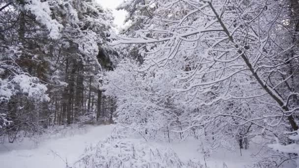 Coniferous Forest Large Trees Covered White Snow Winter Scene — Stockvideo
