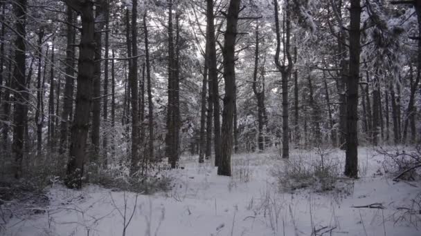 Pine Forest Covered Snow Winter Season Winter Landscape Far Bustle — Stockvideo