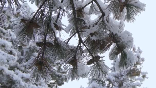 Branches Coniferous Pine Tree Cones Covered Snow Beautiful Winter Landscape — Stockvideo