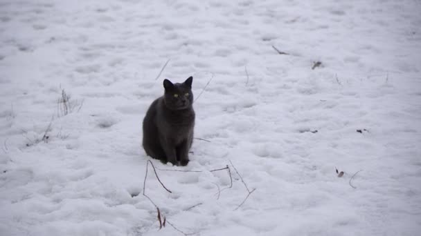 Black Cat Runs Snow Winter Season — Stock Video