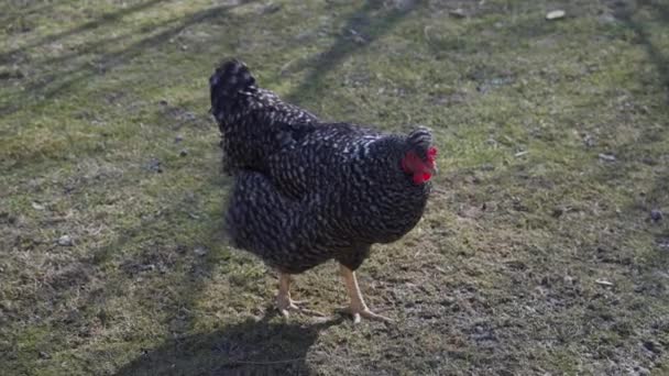 Ayam hitam berjalan di sebuah halaman pedesaan. — Stok Video
