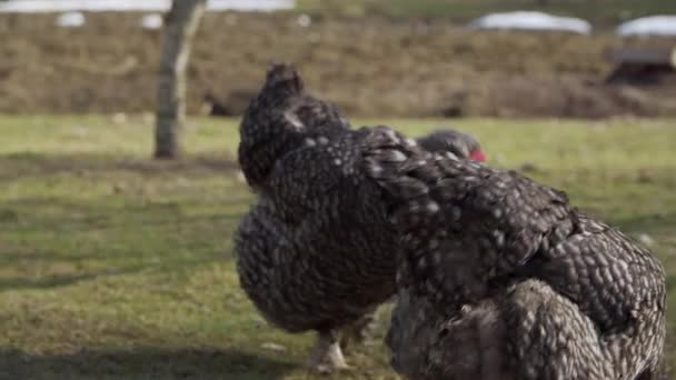 Lindas galinhas bem alimentadas no quintal de uma casa rural. — Vídeo de Stock