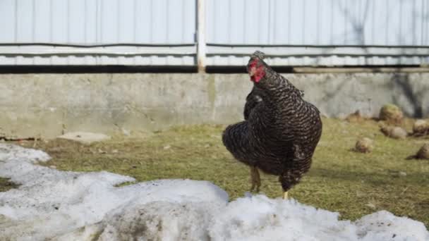 Ayam hitam di halaman desa. — Stok Video