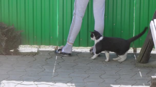Macska Ház Udvarán Dörzsölgeti Kapaszkodik Szeretője Lábához Emberek Állatok Közötti — Stock videók
