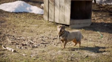 Bahçede zincirlenmiş küçük, oyuncu bir köpek. Neşeli bir şekilde zıplıyor kameraya bakarken.