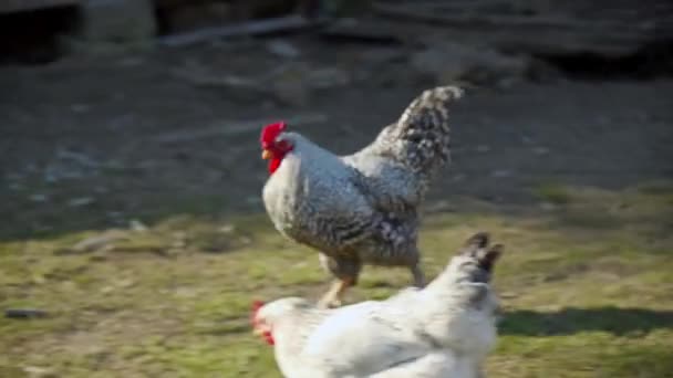 Ayam Jago Berlari Halaman Belakang Rumah Desa Membesarkan Unggas Ayam — Stok Video