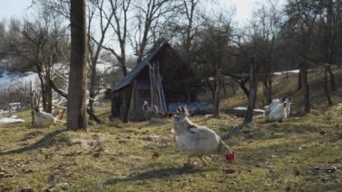Terk edilmiş bir köyde eski bir ahırın yakınında tavuklar otluyor. Basit kırsal yaşam tarzı, kırsal alan, kümes hayvanları.
