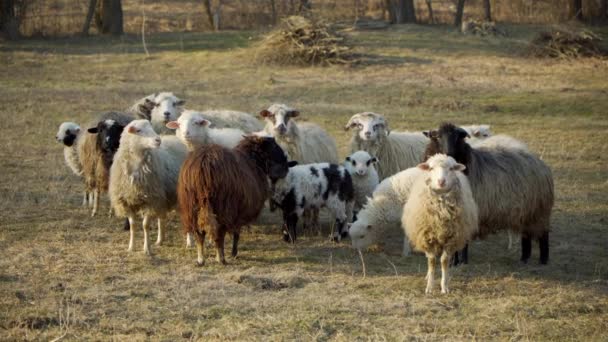春の牧草地で羊の放牧 好奇心を持ってカメラを見る羊の家族 — ストック動画