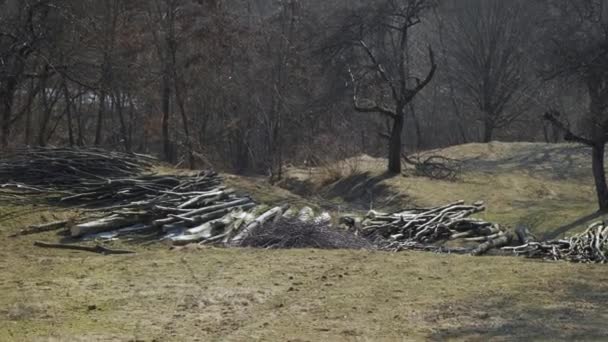 Geoogst Brandhout Een Bos Een Bergachtig Terrein Hopen Brandhout Gesorteerd — Stockvideo