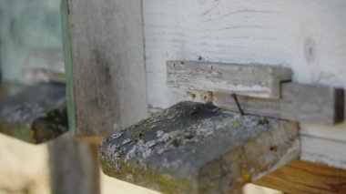 Arılar uçar ve kovanların içinde uçar. Yaşam ve arıların üreme kavramı. Yakın plan..