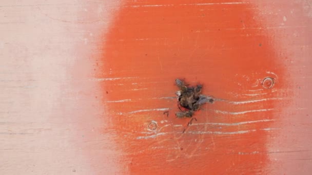 Pszczoły Pełzają Przez Małą Dziurę Ulu Jednolite Tło Pustą Przestrzenią — Wideo stockowe
