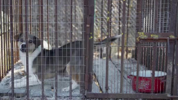 一只小狗坐在动物狗窝里的金属笼里 被主人抛弃的动物的问题 — 图库视频影像