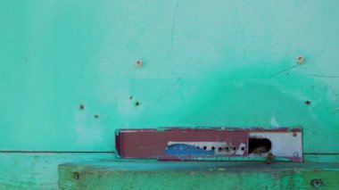 Arılar uçar ve kovanların içinde uçar. Yaşam ve arıların üreme kavramı. Yakın plan..