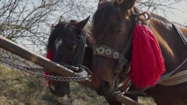 Koşum takımında iki at yan yana duruyor. Güzel dekore edilmiş at kafaları. Köy taşıma kipi.