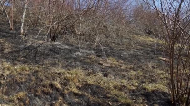 森林大火的后果 烧焦的草地 环境问题 — 图库视频影像