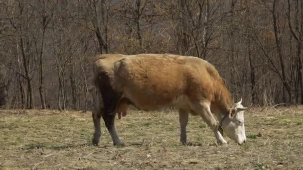 Kühe Weiden Auf Einer Frühlingswiese Einer Bergigen Gegend Viehzucht Dorf — Stockvideo