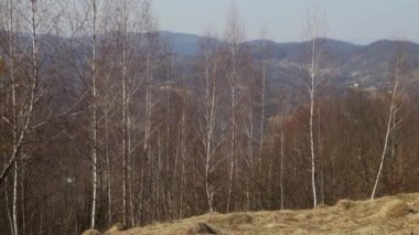 İlkbaharda bir dağ yamacında büyüyen huş ağaçları. Karpat dağlarının doğası..
