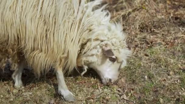 Ein Schaf Mit Langen Haaren Knabbert Einem Sonnigen Tag Gras — Stockvideo