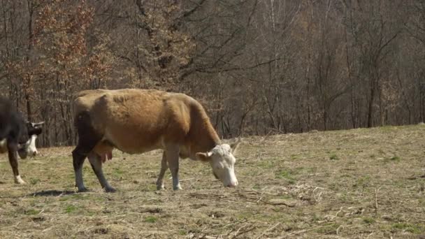 Kor Betar Våräng Ett Bergigt Område Uppfödning Boskap Byn — Stockvideo