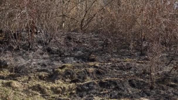 Rumput Terbakar Setelah Kebakaran Close Gerakan Kamera Kecil — Stok Video